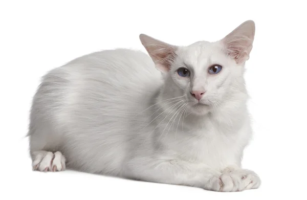 Сиамская кошка, 2 года, лежащая перед белым фоном — стоковое фото
