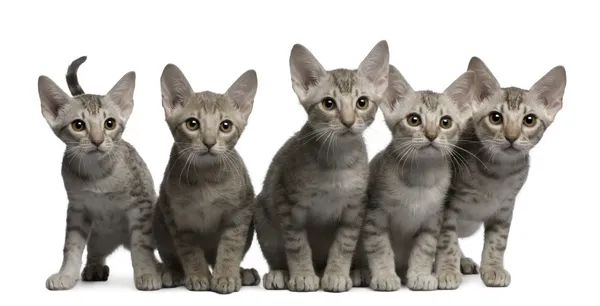 Ocicat kittens, 13 weeks old, sitting in front of white background — Stock Photo, Image