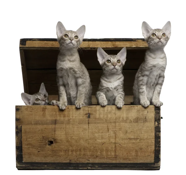 Кошенята окіта, 13 тижнів, що виходять з дерев'яної коробки перед білим тлом — стокове фото