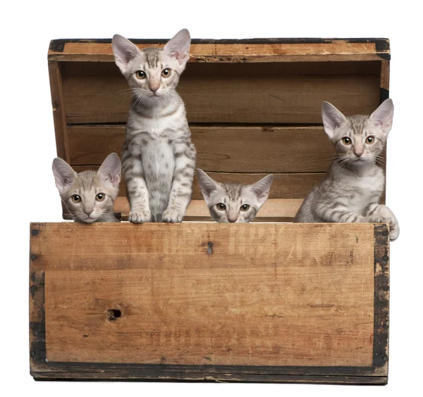 Осикат котята, 13 недель, выходящие из деревянной коробке на белом фоне — стоковое фото