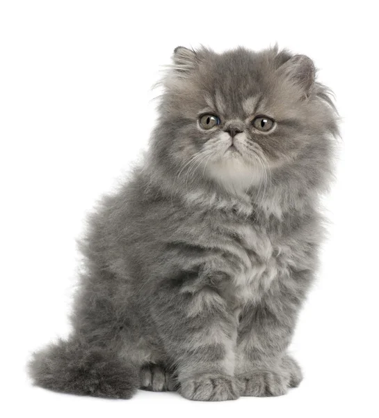 stock image Persian kitten