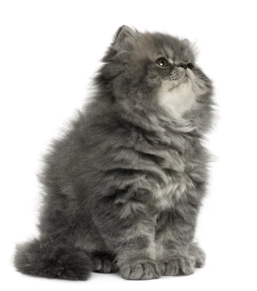 stock image Persian kitten