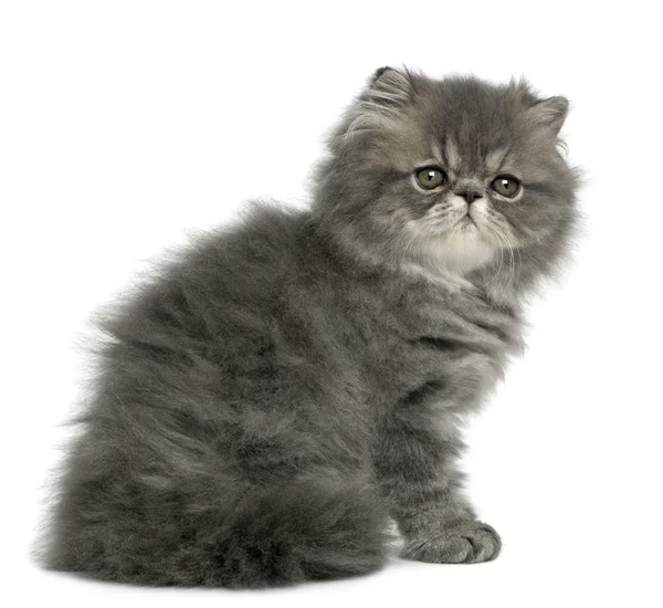 Farsça kedi yavrusu — Stok fotoğraf
