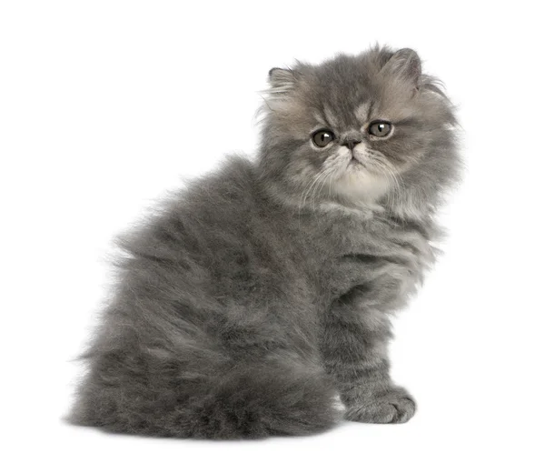 Персидский котёнок — стоковое фото