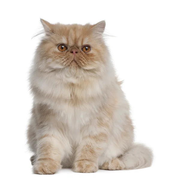 Perzische kat, 1 jaar oud, zit op witte achtergrond — Stockfoto