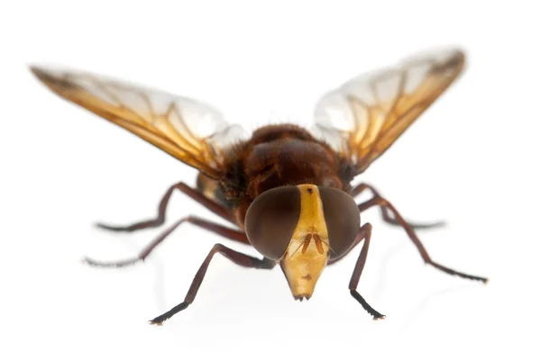 大黄蜂模拟 hoverfly，volucella zonaria，在白色背景前 — 图库照片
