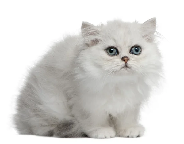 Gatto persiano, 3 mesi, seduto davanti allo sfondo bianco — Foto Stock
