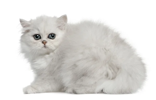 Персидская кошка, 3 месяца, сидящая перед белым фоном — стоковое фото