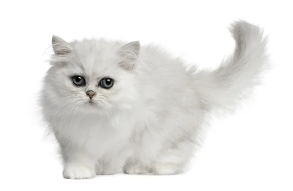 Farsça kedi, beyaz arka plan yürüyen, 3 aylık — Stok fotoğraf