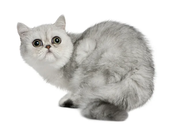 Gato exótico de taquigrafía, 5 meses de edad, sentado delante de fondo blanco y mirando hacia arriba — Foto de Stock