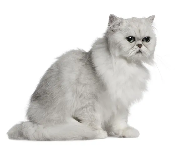 Perzische kat, 2 jaar oud, zit op witte achtergrond — Stockfoto