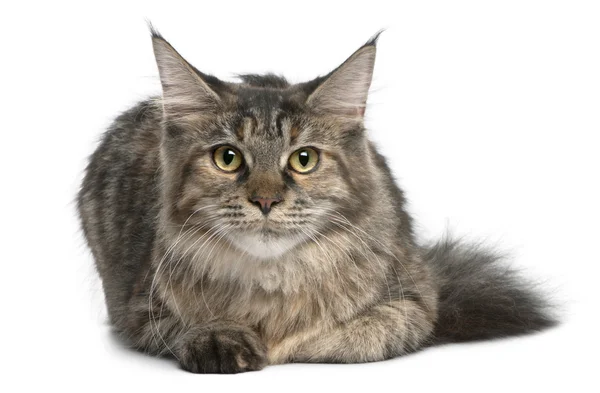 Maine Coon, 8 months old, lying in front of white background — 스톡 사진