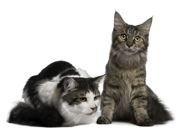 Dvě maine coon kočky, 8 a 9 měsíců, před bílým pozadím — Stock fotografie