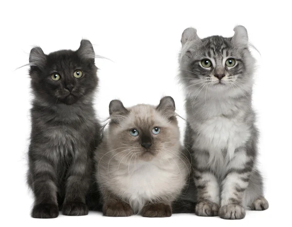 Tre amerikanska curl kattungar, 3 månader gammal, sitter framför vit bakgrund — Stockfoto