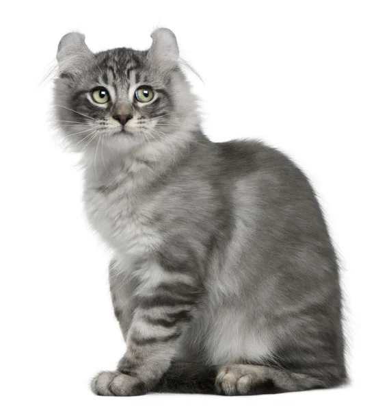 American Curl Kitten, 3 months old, sitting in front of white background — Stock Photo, Image