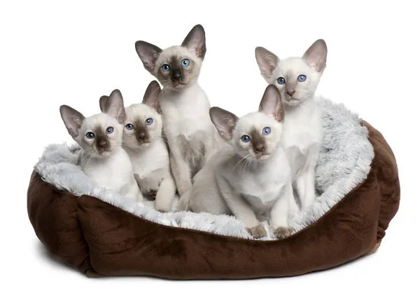 Cinco gatitos siameses, de 10 semanas de edad, sentados en la cama del gato frente al fondo blanco — Foto de Stock