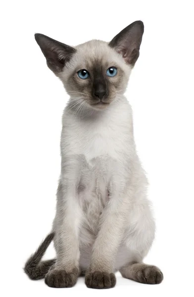 Siamese kitten, 10 weeks old, sitting in front of white background — Stock Photo, Image