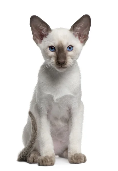 Siamese kitten, 10 weken oud, zit op witte achtergrond — Stockfoto