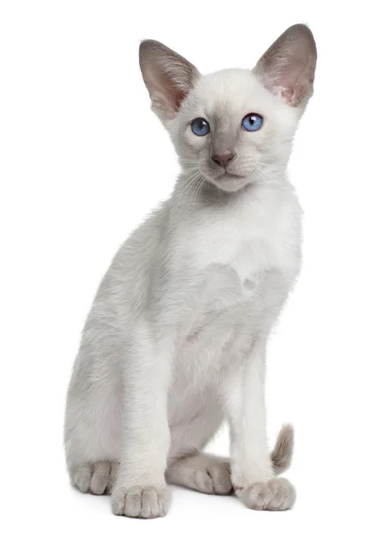 सियामी बिल्ली, 10 सप्ताह की, सफेद पृष्ठभूमि के सामने बैठी — स्टॉक फ़ोटो, इमेज