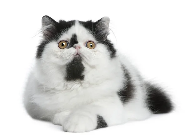 Gato persa blanco y negro acostado frente a fondo blanco —  Fotos de Stock