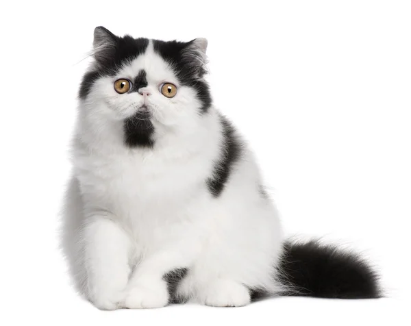 Черно-белый персидский кот сидит на белом фоне — стоковое фото