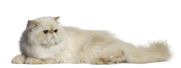 波斯语的猫，2 岁，前面的躺在白色背景 — 图库照片
