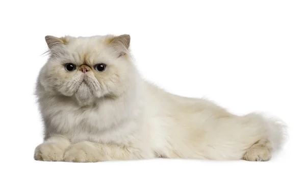 波斯语的猫，2 岁，前面的躺在白色背景 — 图库照片