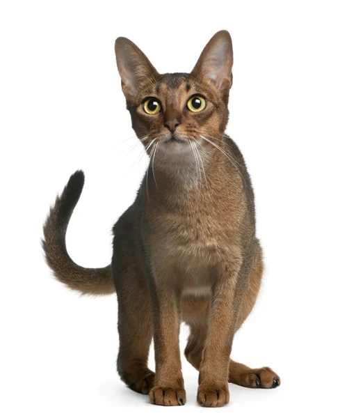 Abyssinian Cat, 14 months old, standing in front of white background — 스톡 사진