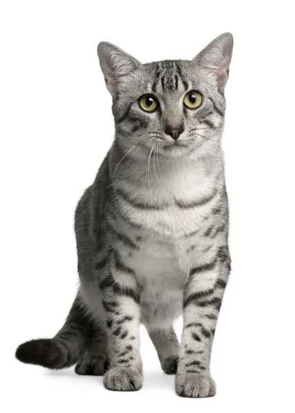 Egyptian Mau Cat, 7 months old, sitting in front of white background — Stock Fotó