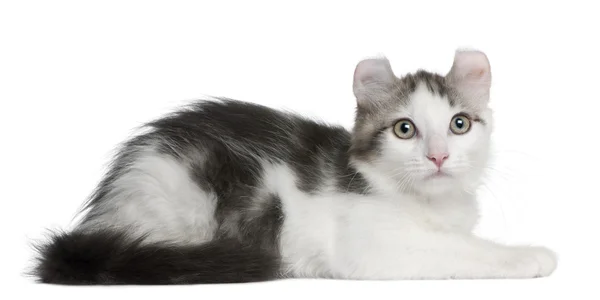 American Curl Kitten, 13 weeks old, lying in front of white background — Stock Photo, Image