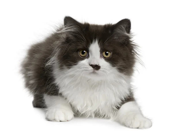 British Longhair kitten (3 months old) — 图库照片