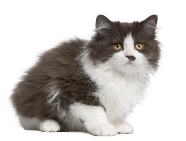 Британский длинноволосый котенок (3 месяца) ) — стоковое фото
