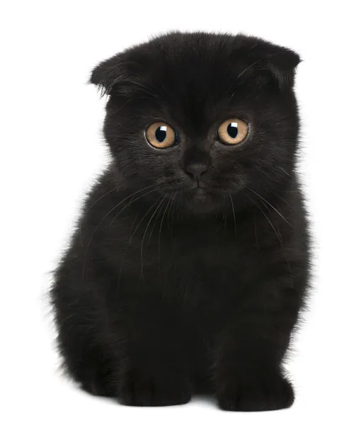 Scottish Fold Kitten, 11 weeks old, sitting in front of white background — 스톡 사진