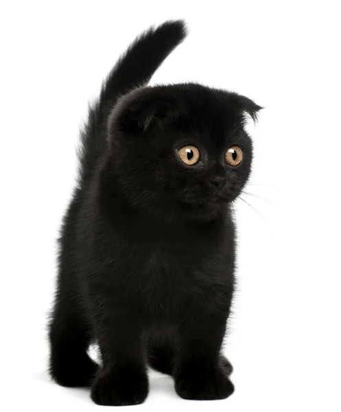Skotský fold kotě, 11 týdnů stará, před bílým pozadím — Stock fotografie