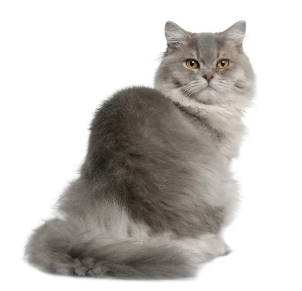 Britse langharig kat, 1 jaar oud, zitten in de voorkant van de witte achtergrond — Stockfoto