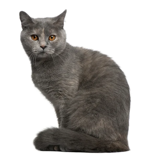 British Shorthair cat, 1 year old, sitting in front of white background — Stock Photo, Image