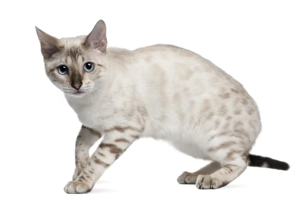 Bengal Cat, 6 months old, standing in front of white background — Stock Photo, Image