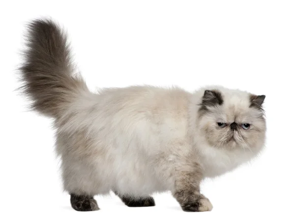 波斯语的猫，2 岁，站在前面的白色背景 — 图库照片