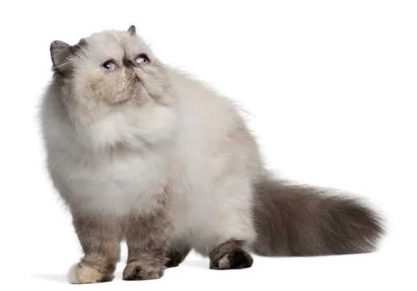 Persian Cat, 2 года, смотрит вверх на белом фоне — стоковое фото