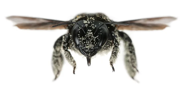 Θηλυκό μέλισσα ξυλουργός που καλύπτονται με κόκκων γύρης, περιοχές apis, μπροστά από το λευκό φόντο — Φωτογραφία Αρχείου