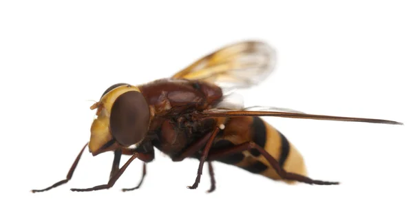 大黄蜂模拟 hoverfly，volucella zonaria，在白色背景前 — 图库照片
