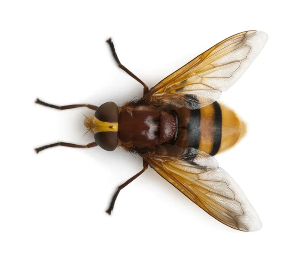Hornet imite l'hoverfly, Volucella zonaria, devant fond blanc — Photo