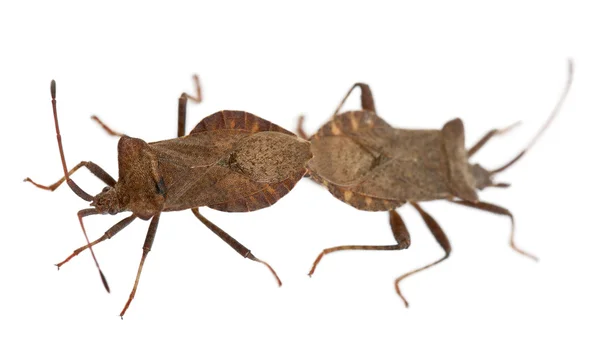 Причальные жуки спариваются, Coreus marginatus, перед белой спинкой — стоковое фото