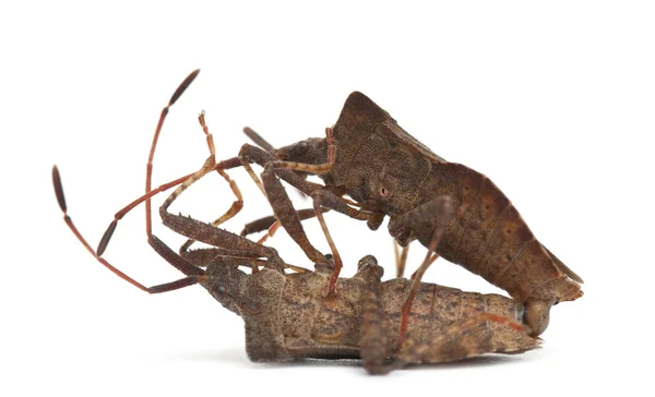 Dock bugs mating, Coreus marginatus, in front of white background — 스톡 사진