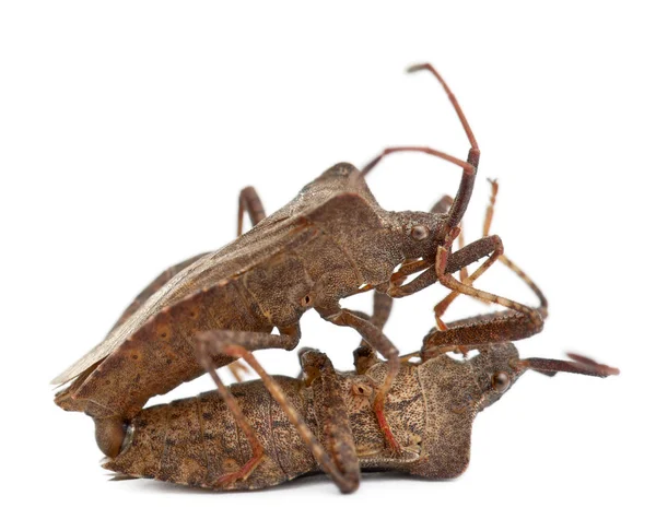 Dock bugs mating, Coreus marginatus, in front of white background — Stock Photo, Image