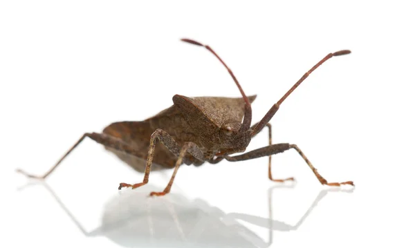 Dock bug, Coreus marginatus, na frente do fundo branco — Fotografia de Stock