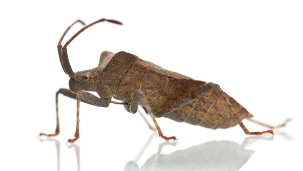Dermaga bug, Coreus marginatus, di depan latar belakang putih — Stok Foto