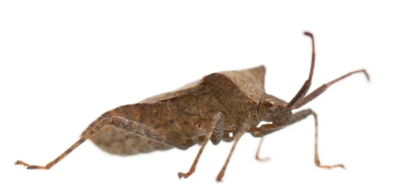 Dock bug, Coreus marginatus, na frente do fundo branco — Fotografia de Stock