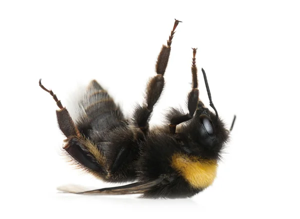Μέλισσα, bombus sp., μπροστά από το λευκό φόντο — Φωτογραφία Αρχείου