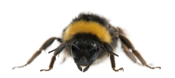Bumblebee, Bombus sp., delante de fondo blanco — Foto de Stock